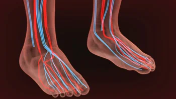 3D anatomical illustration of feet showing arteries and veins in lower legs